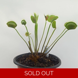 SPIDER Dionaea muscipula